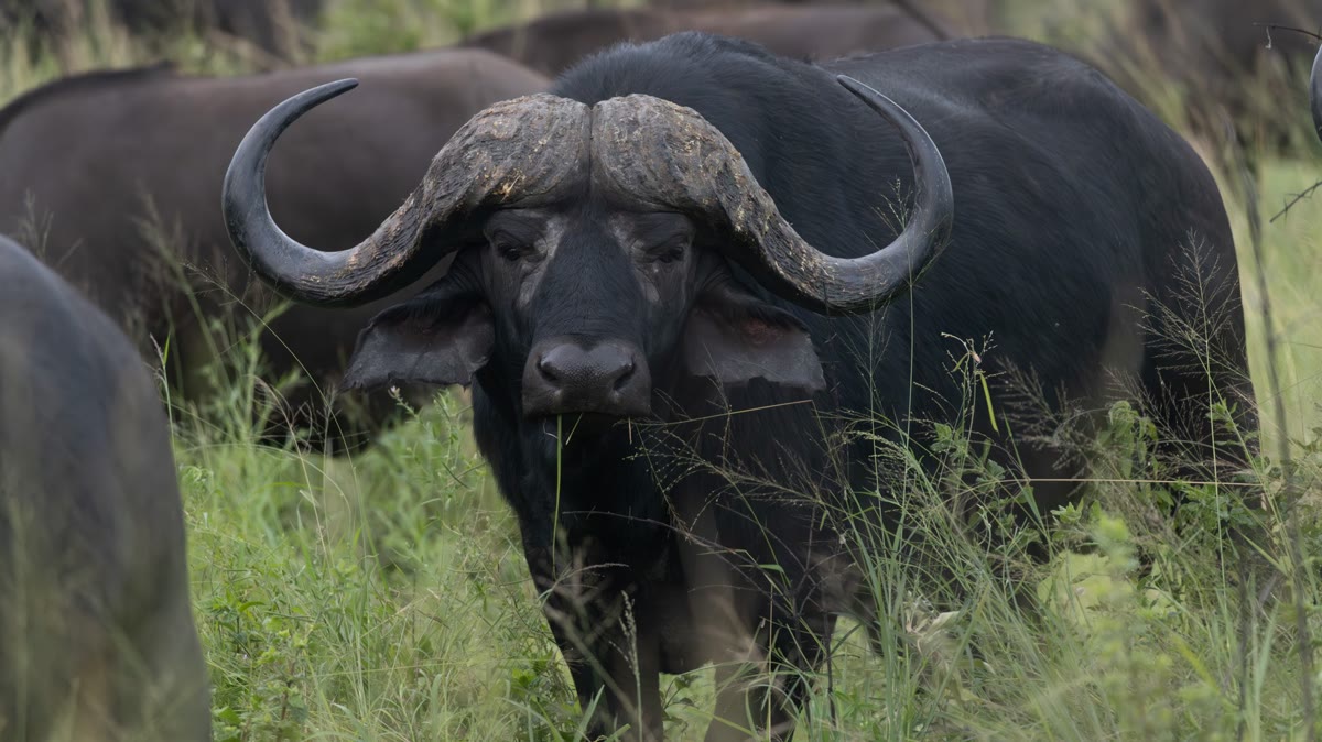 Buffle dans le parc Kruger, l’un des Big Five